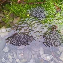 Frogspawn in a pond