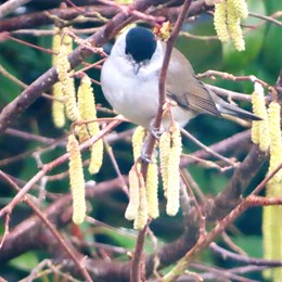 Male blackcap perching between hazel catkins