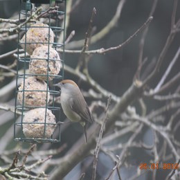 Female blackcap on a bird feeder