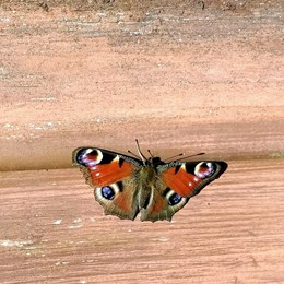 Peacock butterfly with wings open