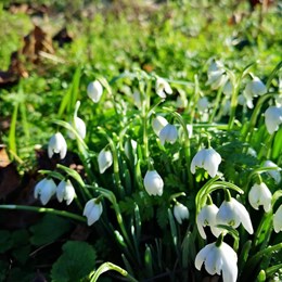 A clump of snowdrops with petals just open