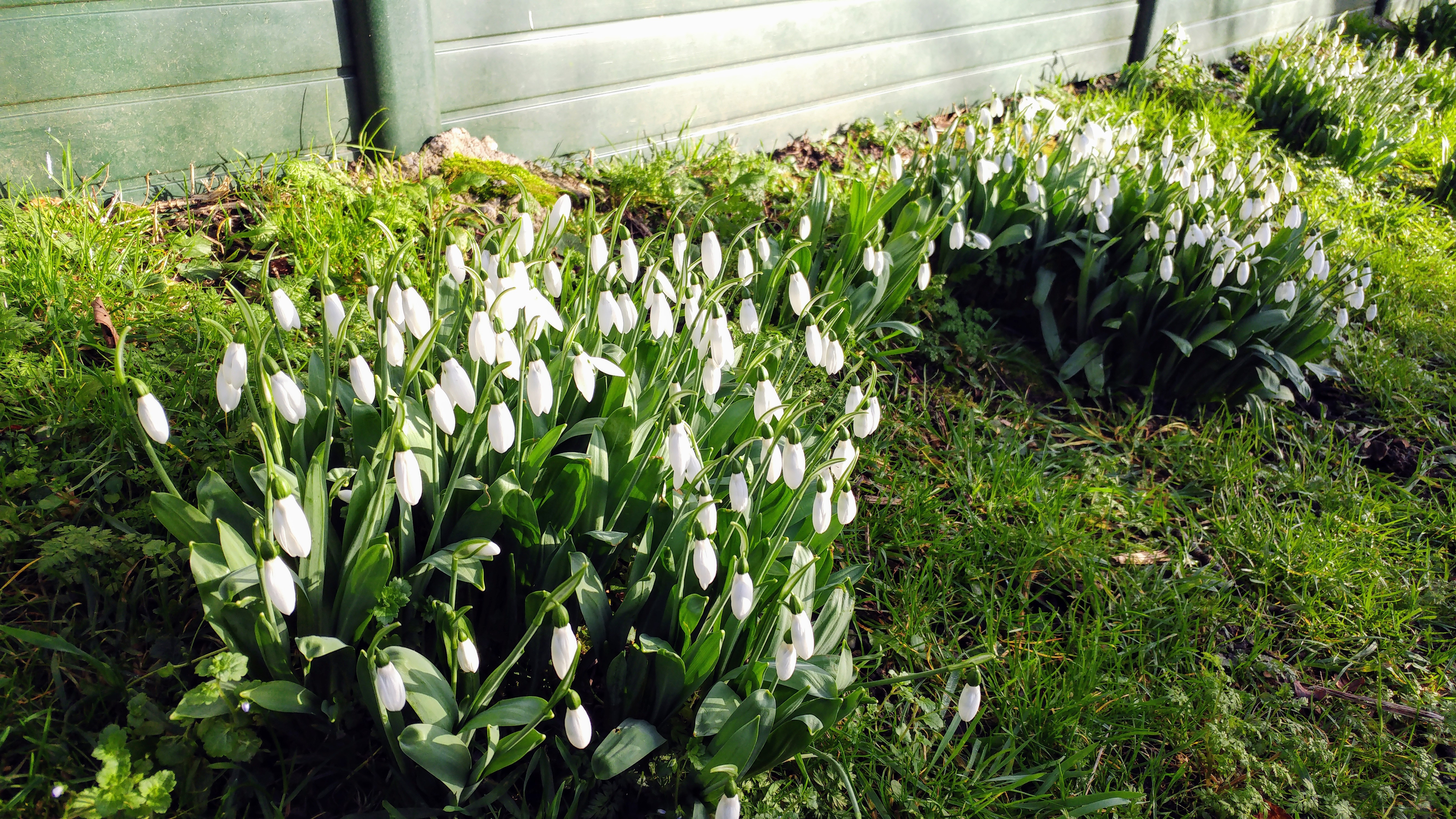 Two clumps of snowdrops in the sunshine