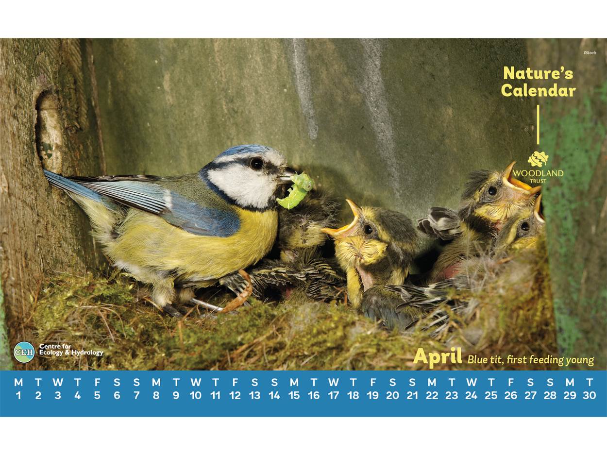 An adult blue tit feeding baby blue tits in a nest.