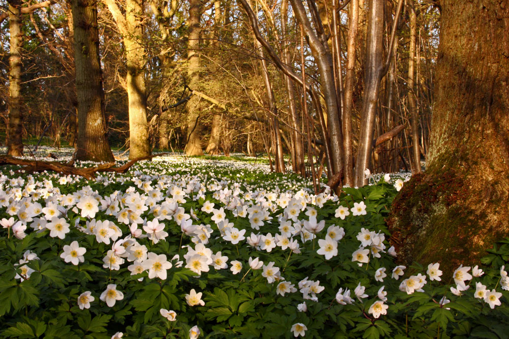 Wood anemones carpeting the woodland floor